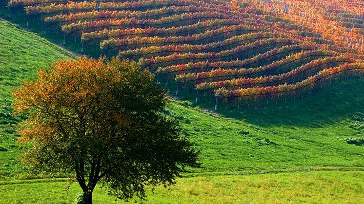 Nyhet med Temaresor: Tryffeljakt och vinvandringar i Piemonte