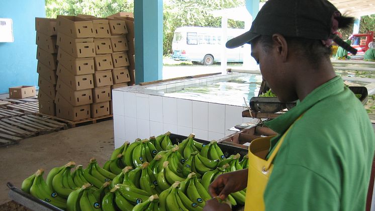 Fairtrade-certifierade producenter & produkter