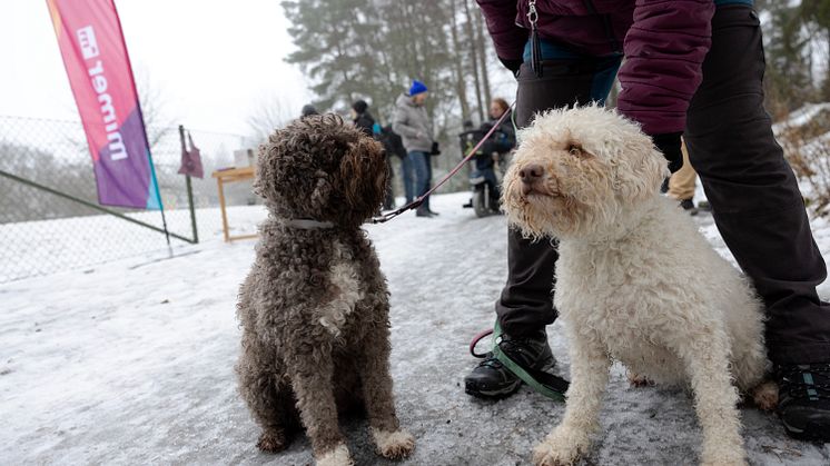 Förväntansfulla hundar i Skultuna. Foto: Bostads AB Mimer/Fotograf Per Groth