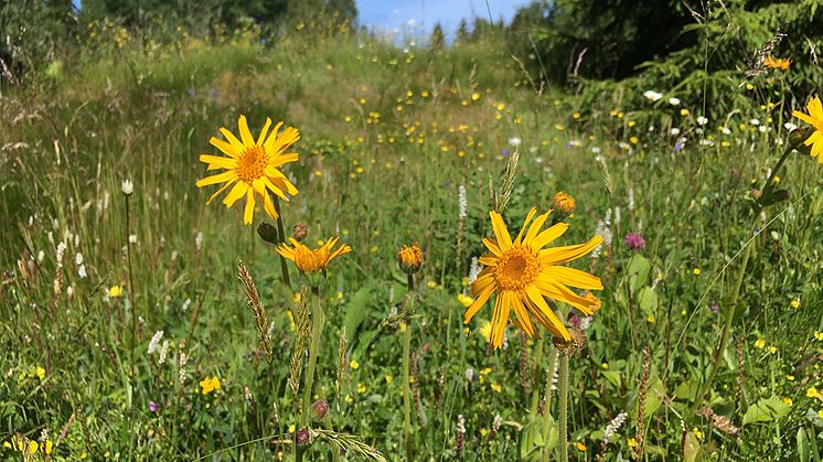 En av våra mest kända ängsblommor, slåttergubbe (Arnica montana).