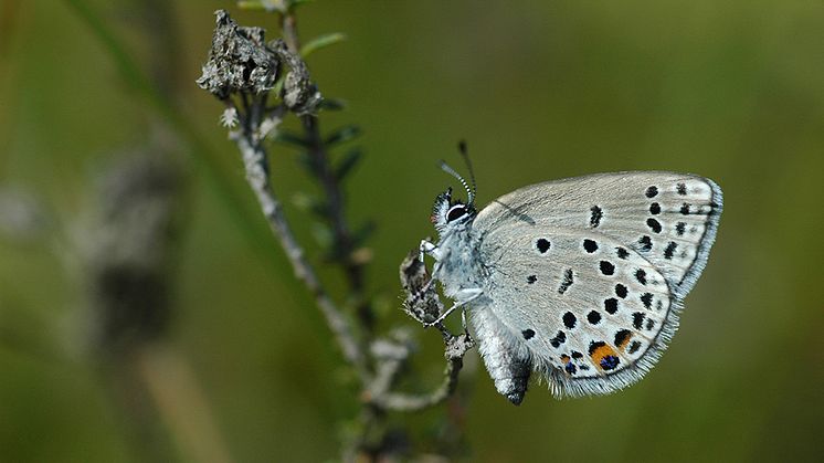 Violett blåvinge Plebejus optilete, en fjärilsart som har dött ut på manga platser i Finland på grund av klimatförändringarna. Foto: Jaap Bouwman