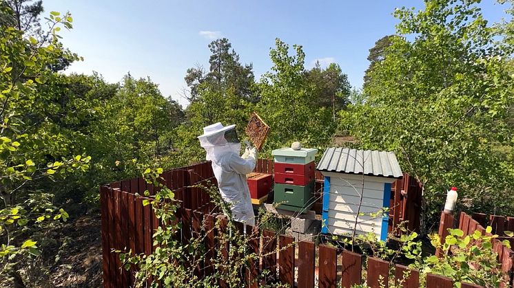 Botkyrkabyggens biodlare i en av Botkyrkabyggens bigårdar. 