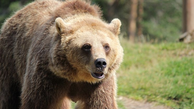 Länsstyrelsen har beslutat om skyddsjakt på en björn i södra delen av Falu kommun