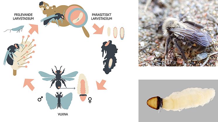 Illustration av livscykeln hos vridvingar i släktet Stylops. Högst upp ett sandbi där en liten del av en vridvingehona sticker ut. Nederst, hona av vridvinge. Illustration: Meri Lähteenaro. Foto: Didrik Vanhoenacker/Meri Lähteenaro