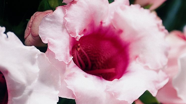 Gloxinia