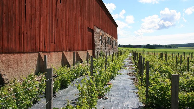 Blaxsta Vingård, beläget i Flen, är en av Sverige äldsta vingårdar.