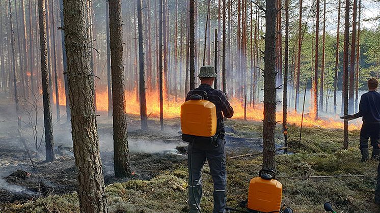 Bränningsarbetet göra av utbildad personal och bränningsledaren har kontakt med räddningstjänst och SOS alarm. Foto: Peter Post, Länsstyrelsen.