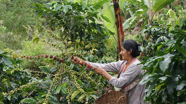 Ekolgisk och Fairtrade-certifierad kaffeodling i Peru.