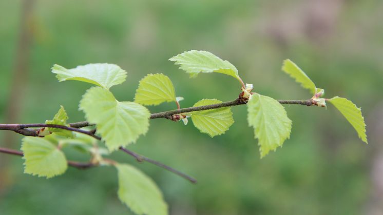 Björkpollen är en vanlig allergi. FRI ANVÄNDNING Foto: Fabian Rimfors/Högskolan Kristianstad