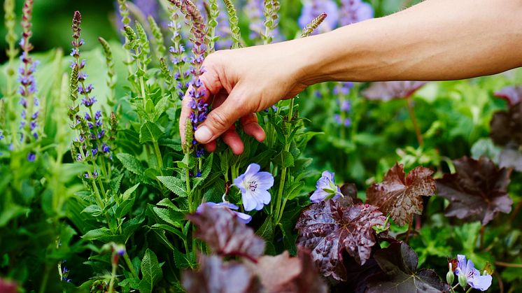 Geranium_511995_Heuchera_palacepurpule_510937_Salvia_510734_perennial.jpg