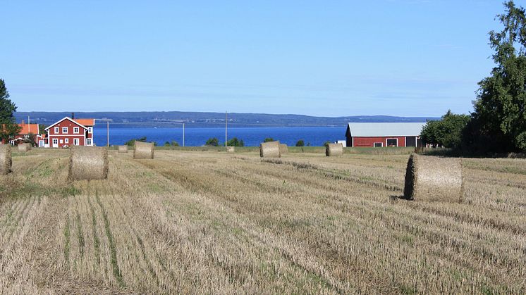 Åtta nya ledamöter har valts in i KSLA:s Jordbruksavdelning.