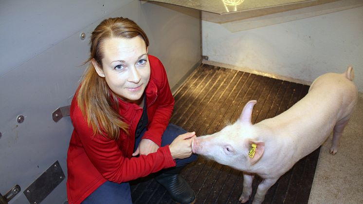 Forskaren Emma Ivarsson med en av grisarna som fick frökaka från fältkrassing i fodret. Foto: Lisa Beste