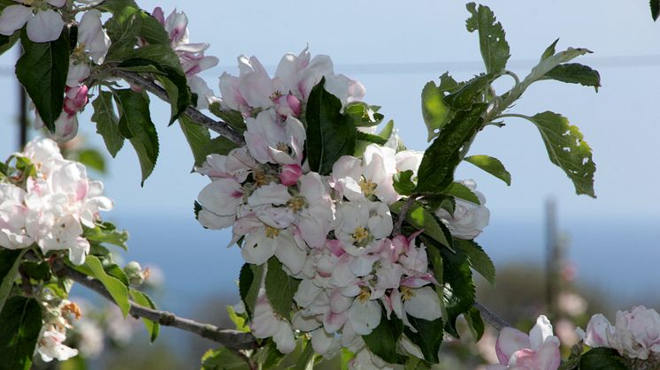 Äppelblomssafaris i Kivik