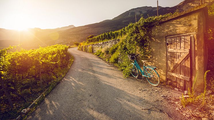 Weintourismus im Wallis: Weg durch die Rebberge im Salgesch. Copyright: Valais Wallis-Promotion, Pascal Gertschen