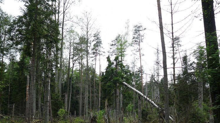 Utbrottet av granbarkborre ökade mängden död ved och öppnade luckor i skogen, vilket är till nytta för till exempel hackspettar och vedinsekter. Foto: D. Kuijper