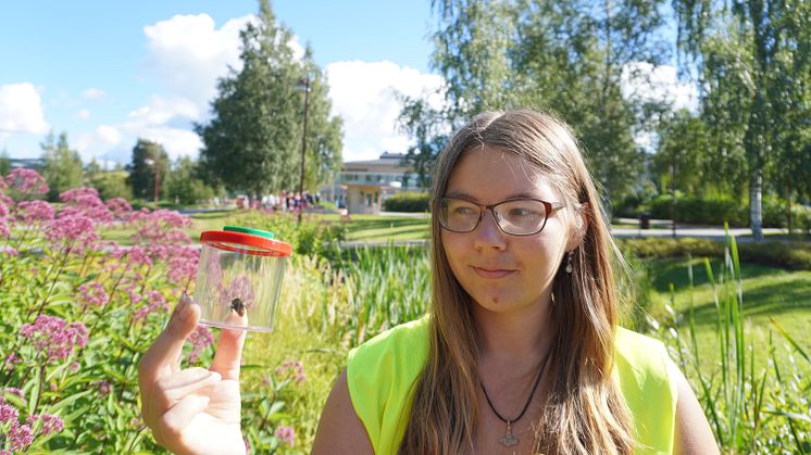 Humla infångad för observation av studenten Cecilia Åström. Foto: Natuschka Lee