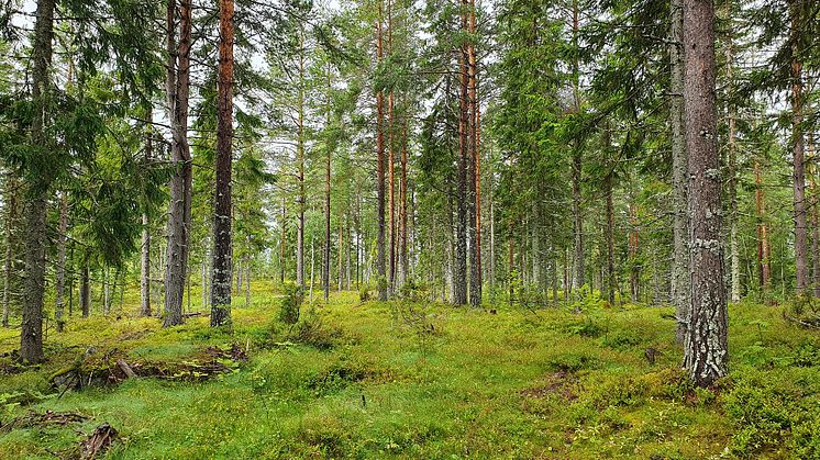 Vid KSLA:s sammankomst den 9 november valdes sju nya ledamöter in i Skogsavdelningen.