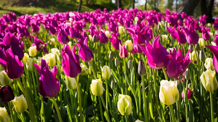 Badhusparken i Nybro, vinnare av Elmia Park Inspira 2015, kategorin Etablerade park