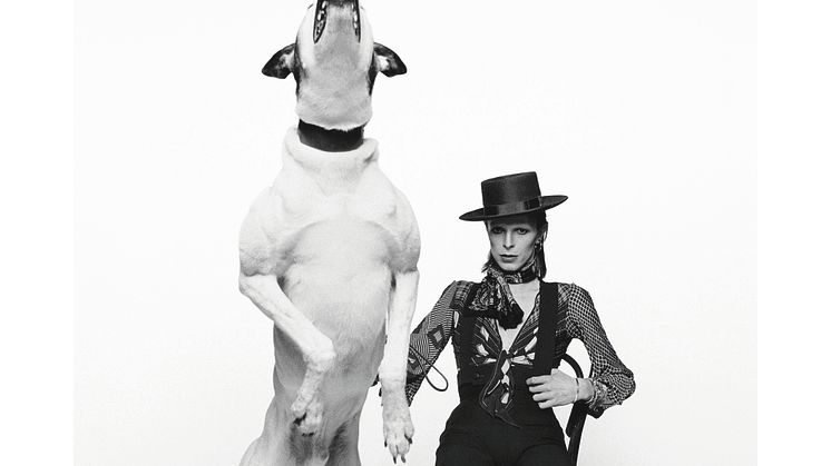 Diamond Dog - by Terry O'Neill