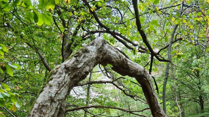 Stiftelsens första skyddade område: Mylleskogen, Hjärsås (Östra Göinge kommun, Skåne).