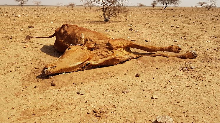 Under Lapplandsveckan 2018 fokuserar PMU på att informera om humanitära insatser, såsom den i Mauretanien som är svårt drabbat av torka.