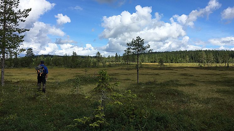 Från naturreservatet Päggonätto, som ligger långt norrut intill riksgränsen mot Norge, kan du se en vid utsikt över sluttande myrar med blånande berg i fjärran.