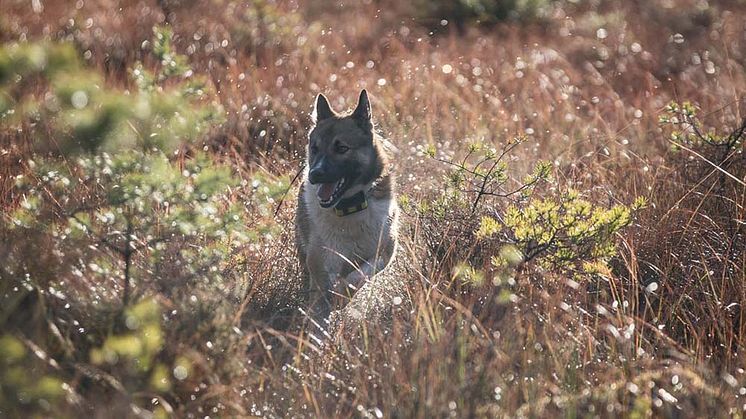 Garmins avancerade hundspårningsenheter får nu dubbelt så lång batteritid och möjligheten att ändra inställningarna för att förlänga batteritiden.