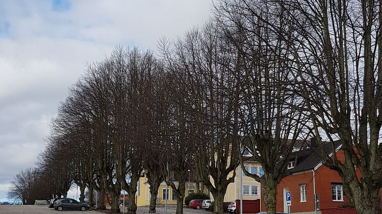 Kronorna på träden på Bredgatan idag, en "före"-bild. För att ladda ner pressbilder se länk nedan.