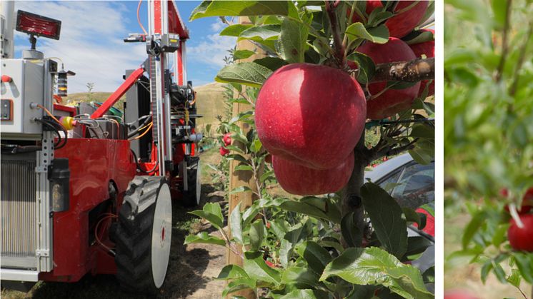 Abundant Robotics社の自動りんご収穫機　(左)　と　りんごを専用アームで吸い込む収穫の様子(右)　　画像提供：Abundant Robotics