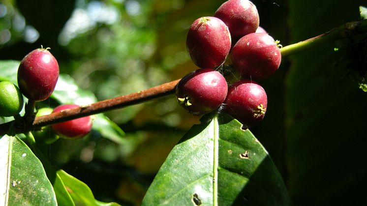  Kaffe bromsar avskogning i Etiopien 