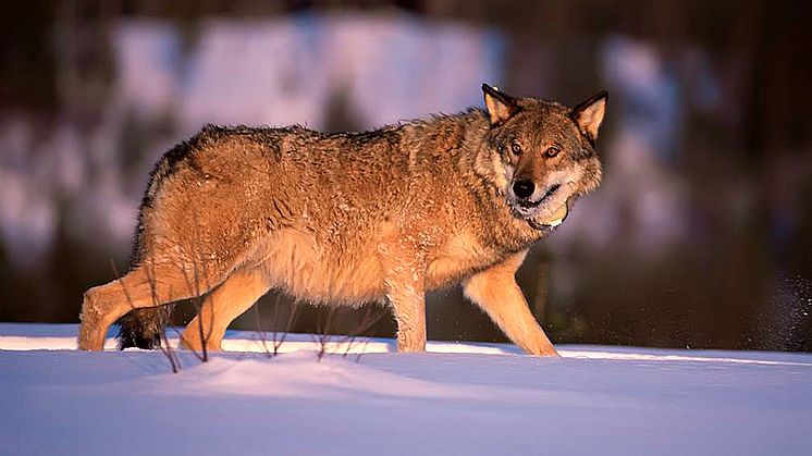 A Finnish wolf. Photo: Ilpo Kojola