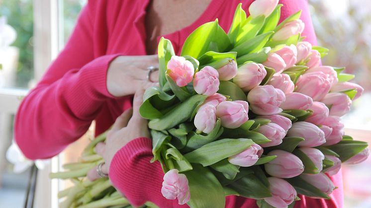 Tulpanens Dag den 15 januari startar högsäsongen för svenskodlade tulpaner. Foto: Blomsterfrämjandet.