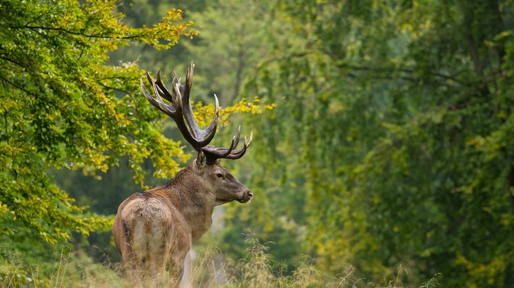 Ab Oktober sind Wildtiere im Wald besonders aktiv und Autofahrer sollten extra aufmerksam sein.