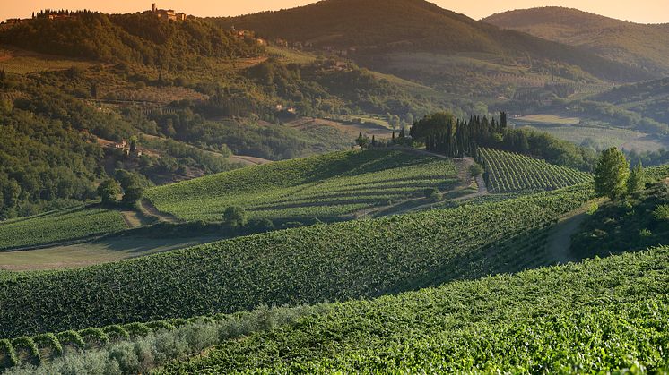 Chianti Classico DOCG continues its upward trend by increasing 17% in value compared to 2021.