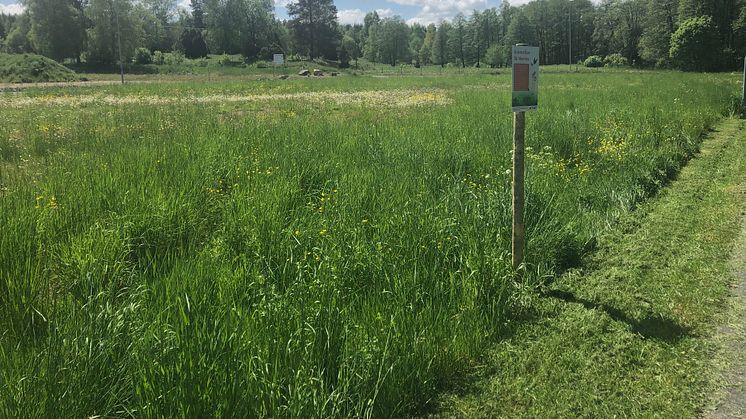 ​Blommande gräsmattor för våra vilda pollinatörer