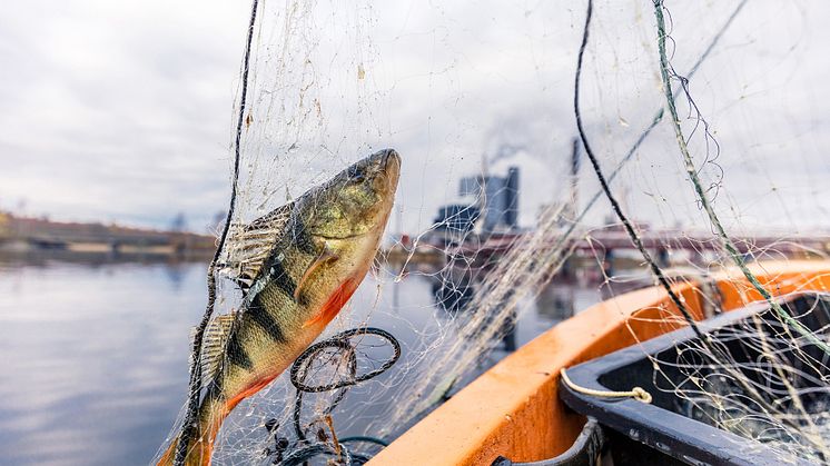 provtagning fisk fiberbankar