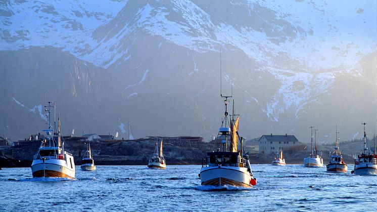 Bateaux de pêche au large des Iles Lofoten