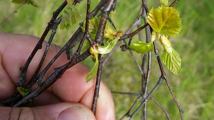 Björkens löv spricker drygt 16 dagar tidigare nu jämfört med för hundra år sedan.