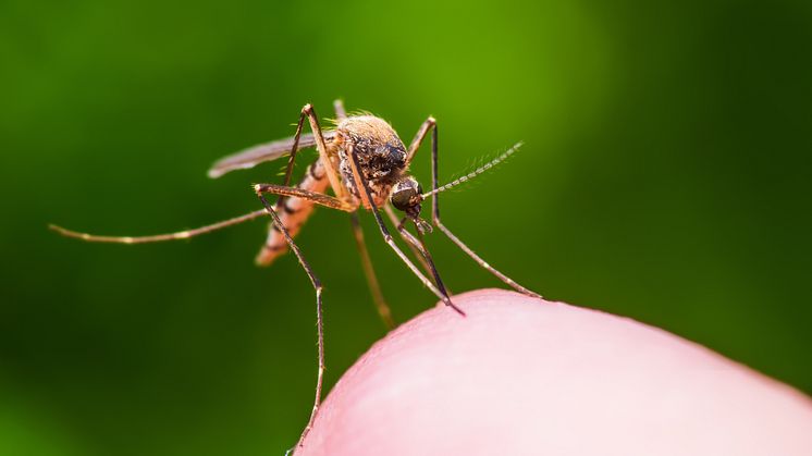 Um Eier bilden zu können, muss eine weibliche Mücke regelmäßig Blut saugen. / Bild: iStock 960743924