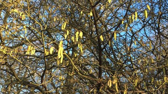 Blommande hassel i Skåne 5 januari 2019. Foto: Camilla Siotis Ekberg