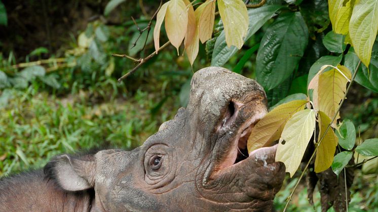 DNA-analys av utrotningshotad noshörning ger hopp inför framtiden