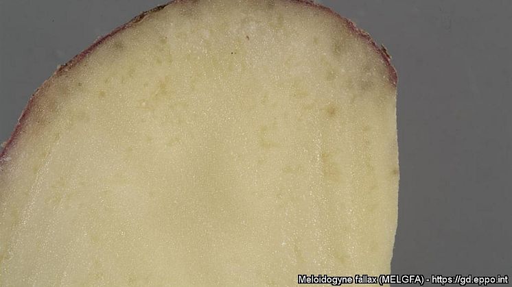Symtom av rotgallnematod Meloidogyne Fallax på potatis. Foto lånat från EPPO