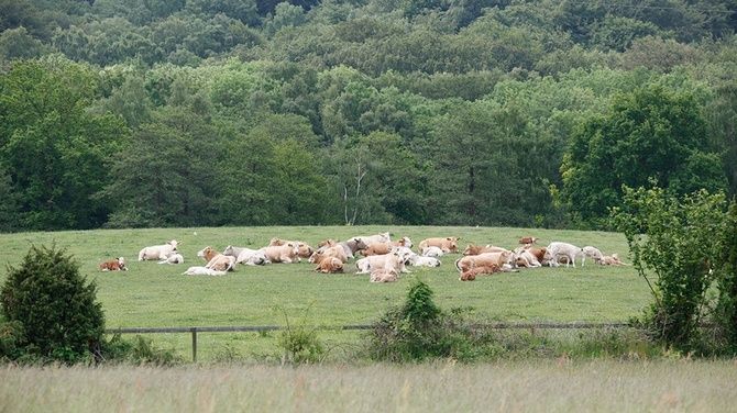 ​Svenskt kött har låg klimatpåverkan