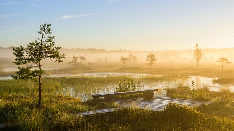 Estland bjuder på mycket orörd natur som kan upplevas till fots t.ex. i nationalparken Soomaa. Foto: Sven Zacek