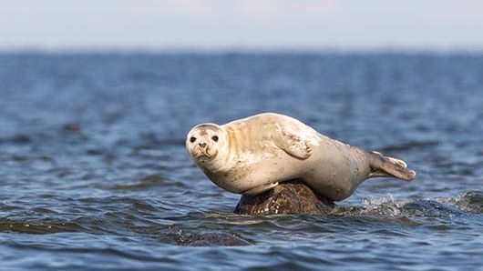 En gråsäl i Östersjön. Foto Shutterstock