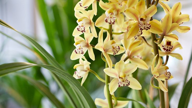 Cymbidium hybrid