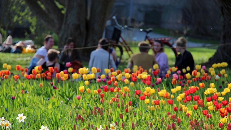 Nu kan många av Lunds kommuns medarbetare byta semestertillägg mot lediga dagar - kanske vikt för en picknick i Botaniska trädgården?