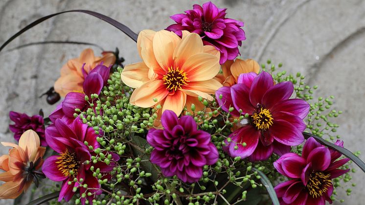 Eftersom blommorna är öppna, halvfyllda, är ståndarsamlingen onekligen en del av utseendet. Och ett lockande mål för bin, humlor, fjärilar och andra pollinerare.  - Det surrar och svärmar omkring dem.