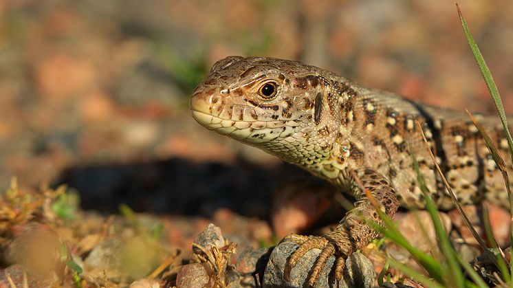 Calluna har hjälpt Strömstads kommun i deras arbete för att stärka den gröna infrastrukturen för de hotade arterna sandödla (bilden) och hasselsnok. Foto: Ogün Türkay. 