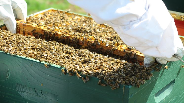 Camfil_Bienen im Bienenstock